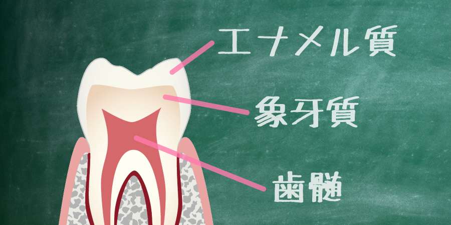 豆知識 虫歯なのに痛くない 虫歯で痛みが出る仕組みを分かりやすくまとめました 千早駅 陽だまり歯科